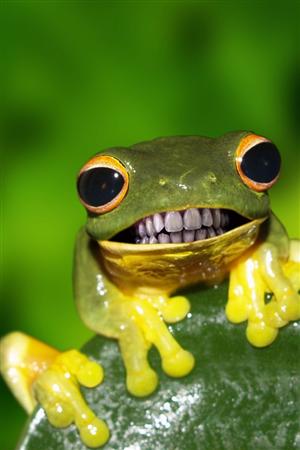 Mr. Hanzlik's Creepy Frog 